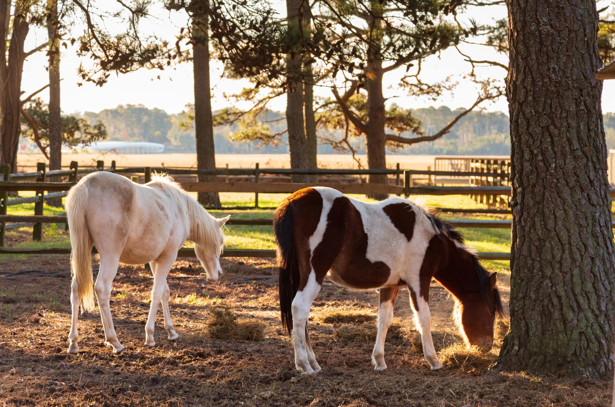 Two horses, one white and one brown-and-white, graze near a tree in a farm setting.