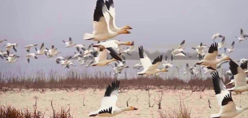 A flock of snow geese in flight over a sandy landscape.