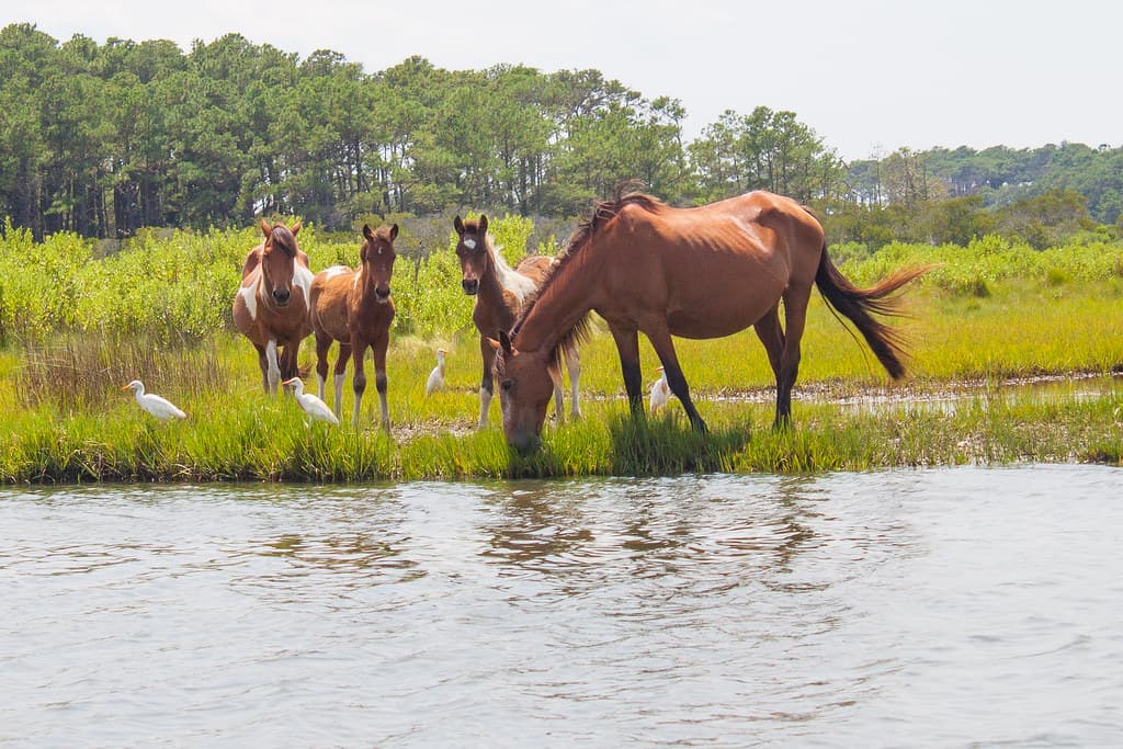 A band of wild Chincoteague ponies grazing at the edge of the salt marsh on Assateague, with two foals and several white egrets among them. A band of wild Chincoteague ponies grazing at the edge of the salt marsh on Assateague, with two foals and several white egrets among them.