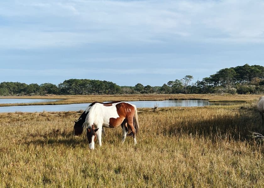 wild pony grazing in a grassy marsh beside calm water and distant trees