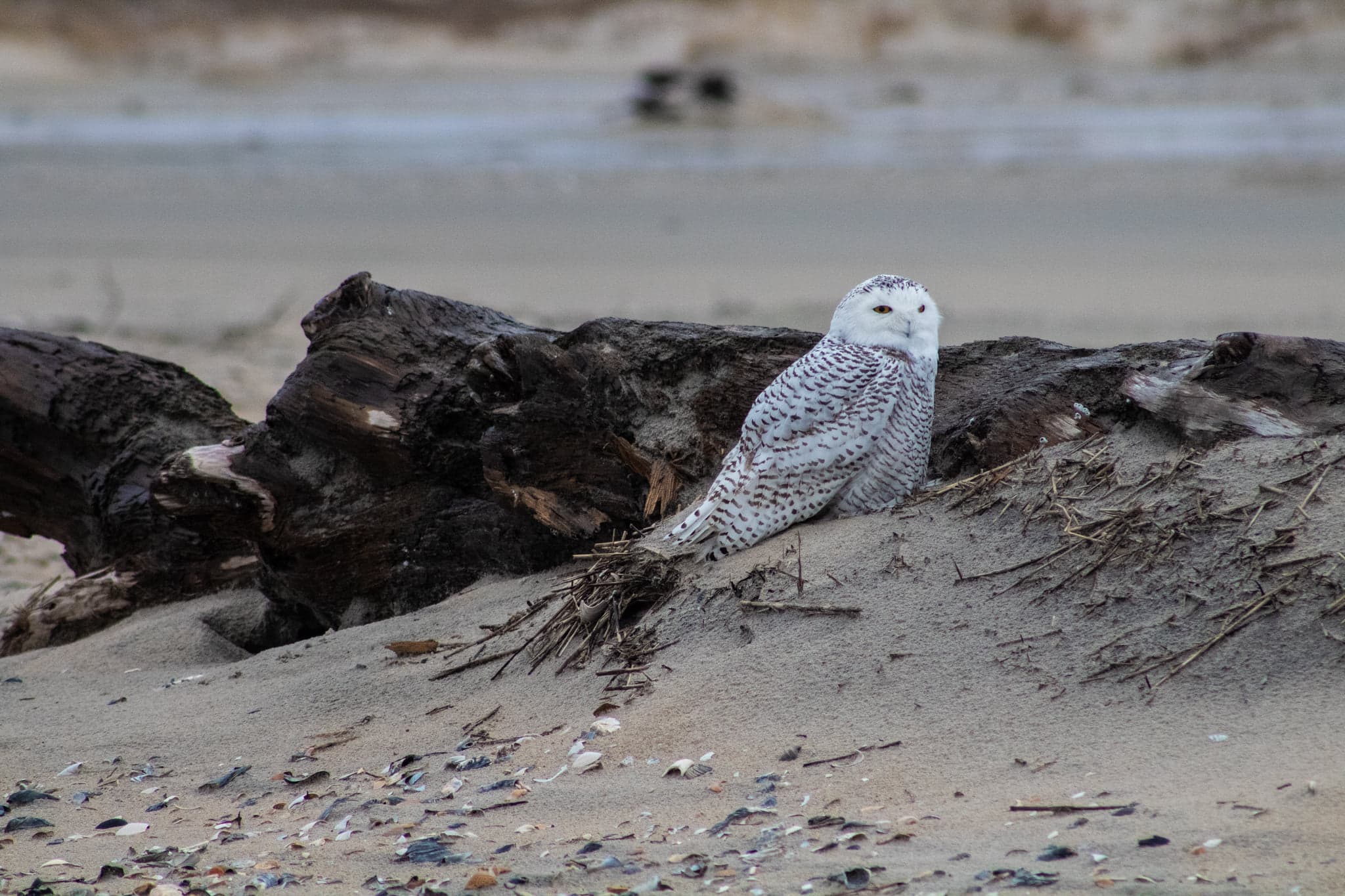 Snowy owl on the beach near a shipwreck on Chincoteague National Wildlife Refuge in 2021.