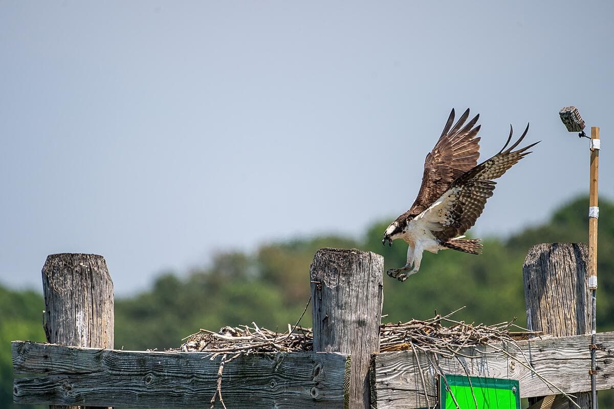 An osprey lands with wings spread onto a nest platform with barely visible chicks