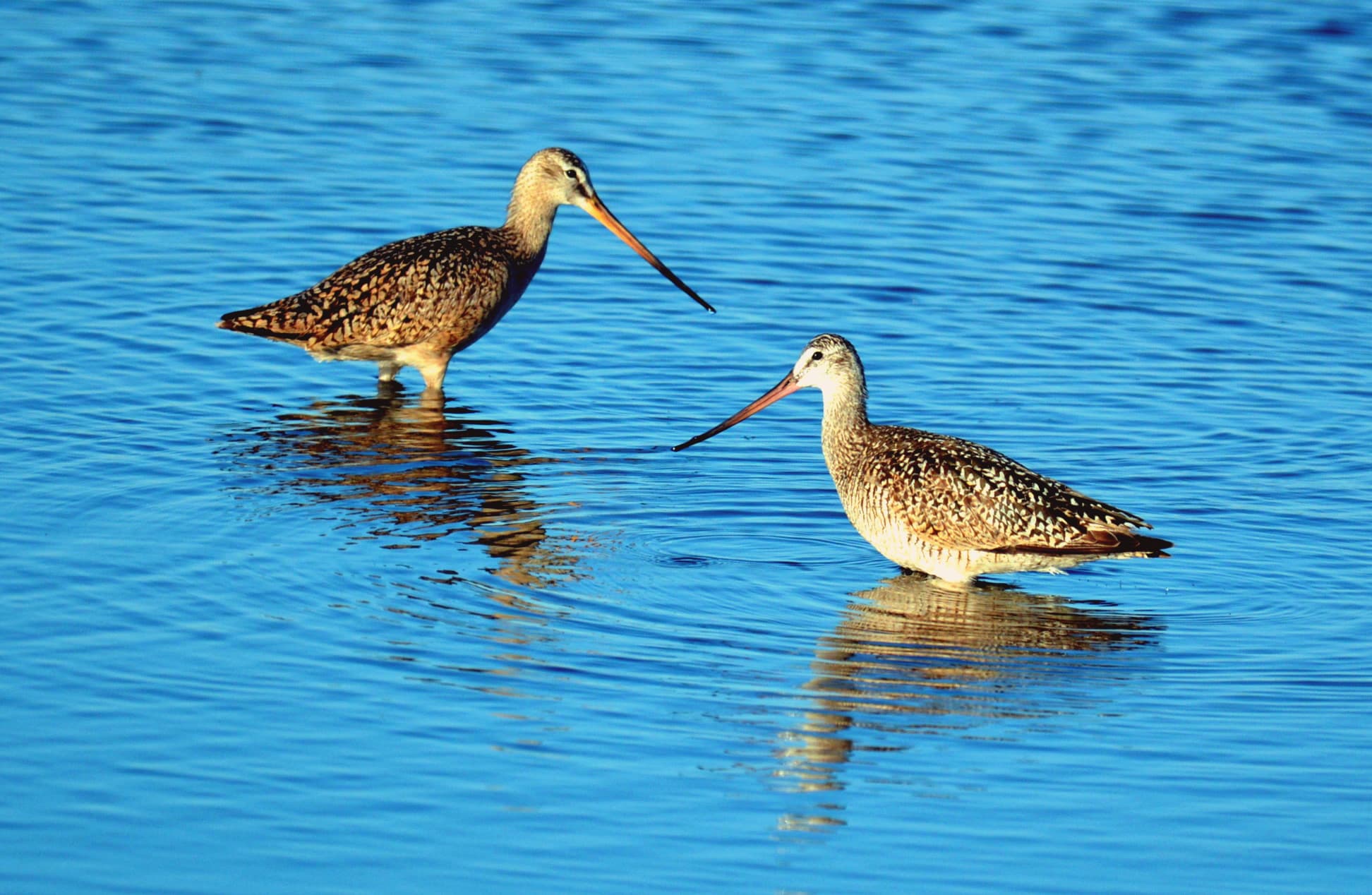 Two marbled godwits wade against bright blue water