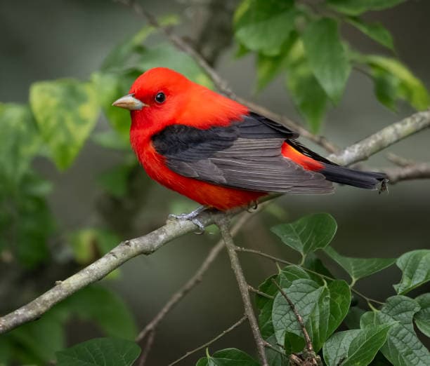 A Scarlet Tanager with bright red body and jet black wings pauses on a tree branch with lush green leaves