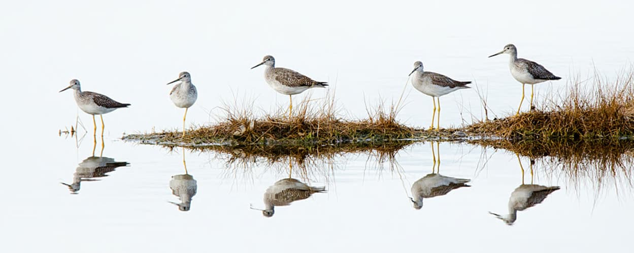 mixed flock of shorebirds along a wading pool at chincoteague national wildlife refuge