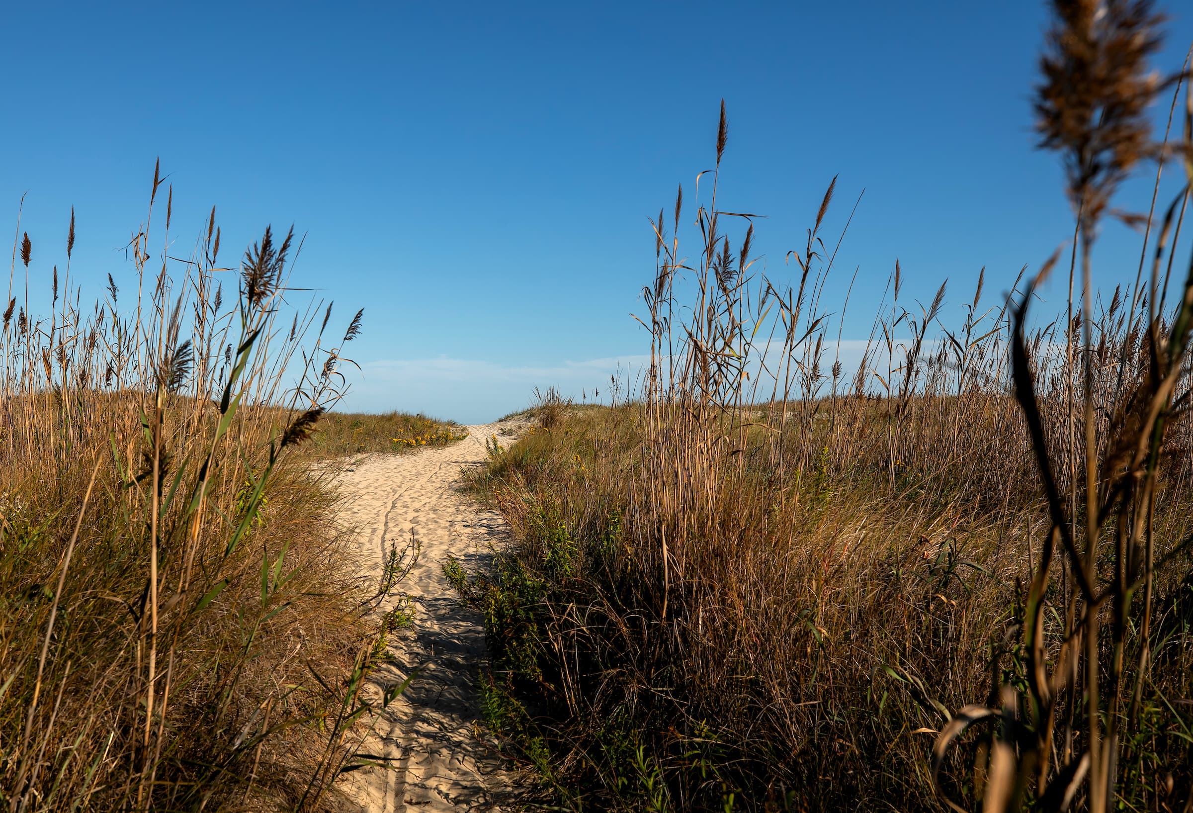 A sand path runs through tall grass toward the beach at Chincoteague National Wildlife Refuge.