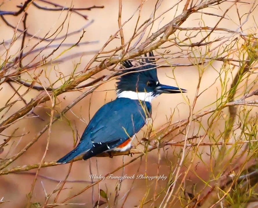 Wesley Finneyfrock photo: Gorgeous, striking Kingfisher posing on bare branches with just a hint of green.